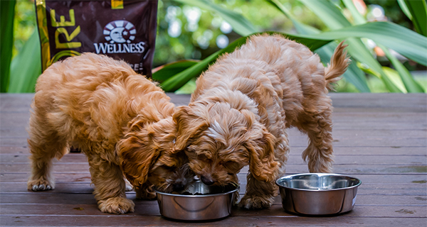 All About That Base: Choosing the Right Base Kibble for Your Dog’s Customized Meal