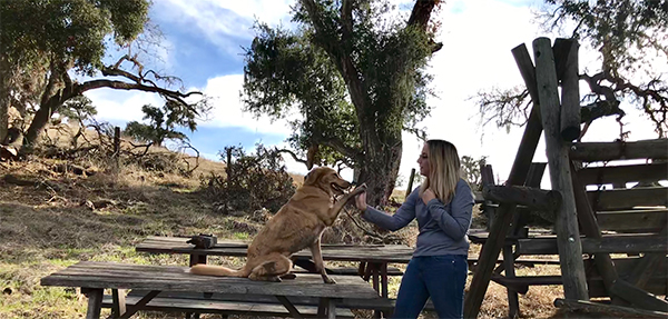 How to Choose a Professional Dog Trainer You're Comfortable With