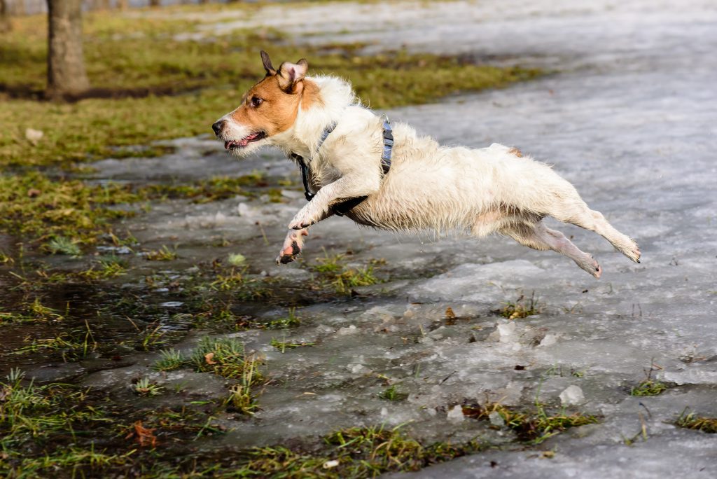 Spring Preparation for Pet Parents