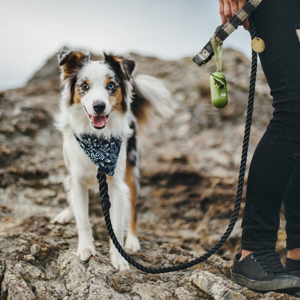 Spring Preparation for Pet Parents