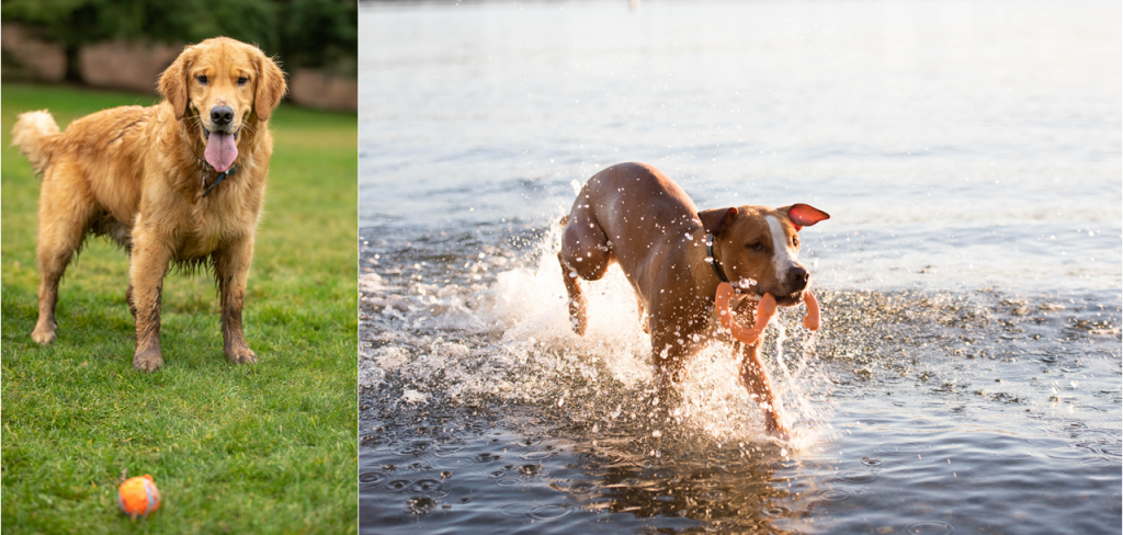 Spring Preparation for Pet Parents