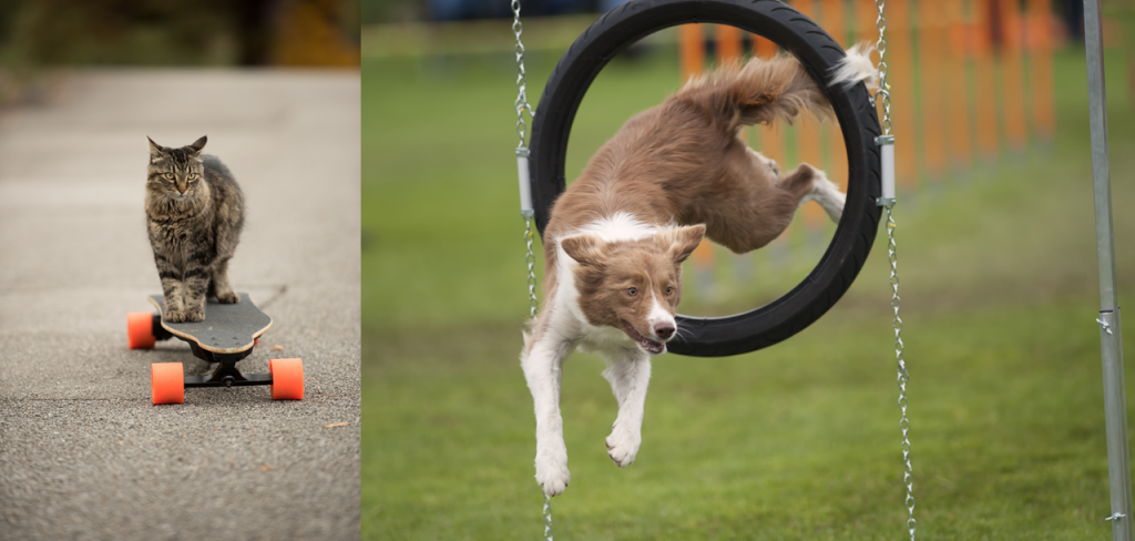 Spring Preparation for Pet Parents