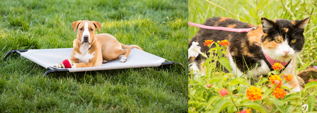 Spring Preparation for Pet Parents